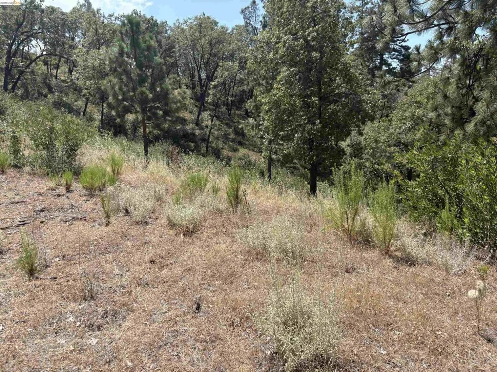 1440 Utica Powerhouse Rd Murphys, CA 95247
