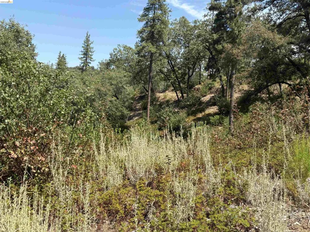 1440 Utica Powerhouse Rd Murphys, CA 95247
