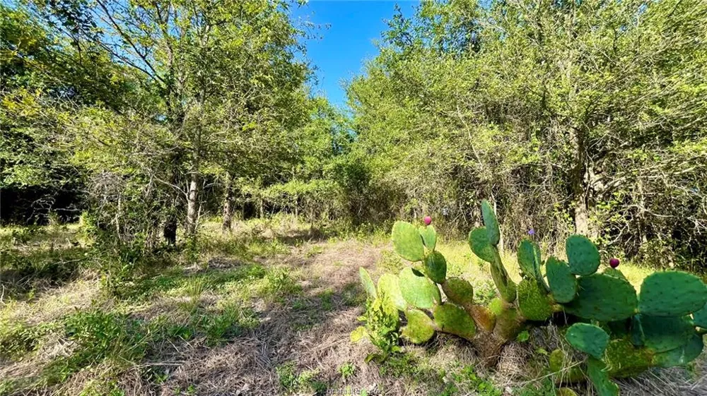 750 County Rd 206A (15.5 Acres) Cameron, TX 76520