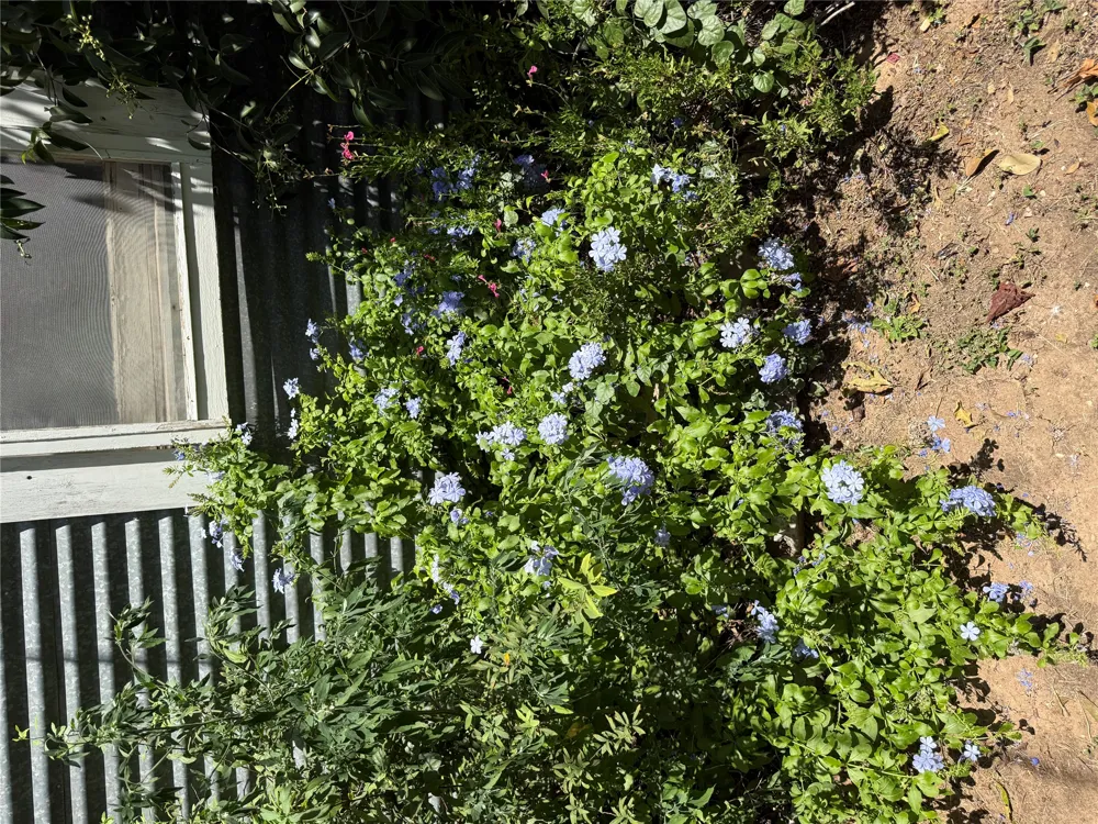 1132 Thiele Lane Fredericksburg, TX 78624