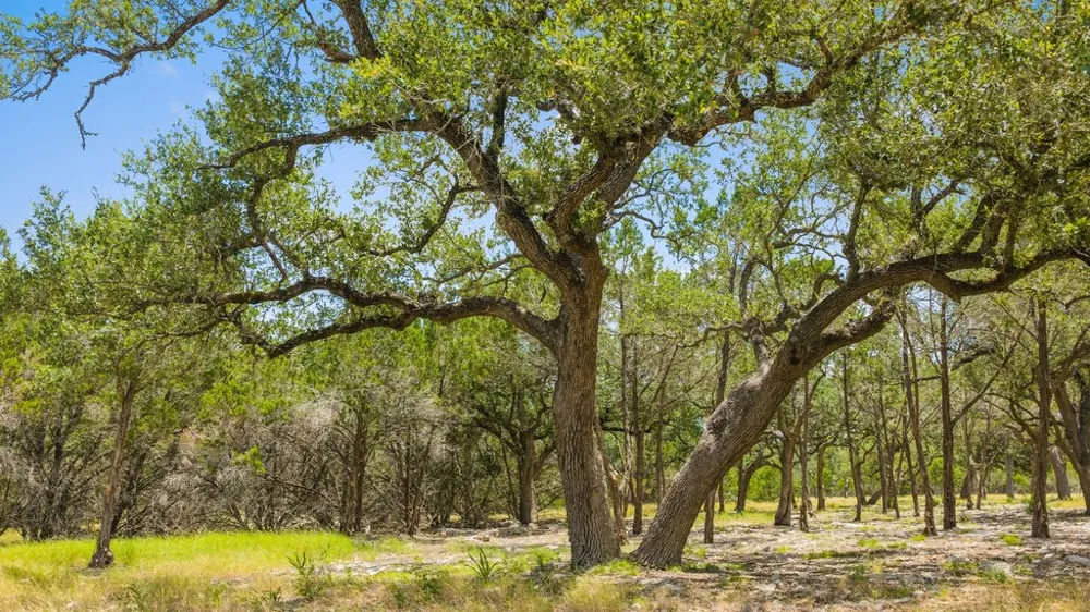 5 Cypress Cove Road Spring Branch, TX 78070