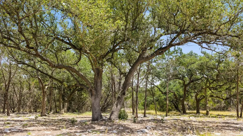 5 Cypress Cove Road Spring Branch, TX 78070