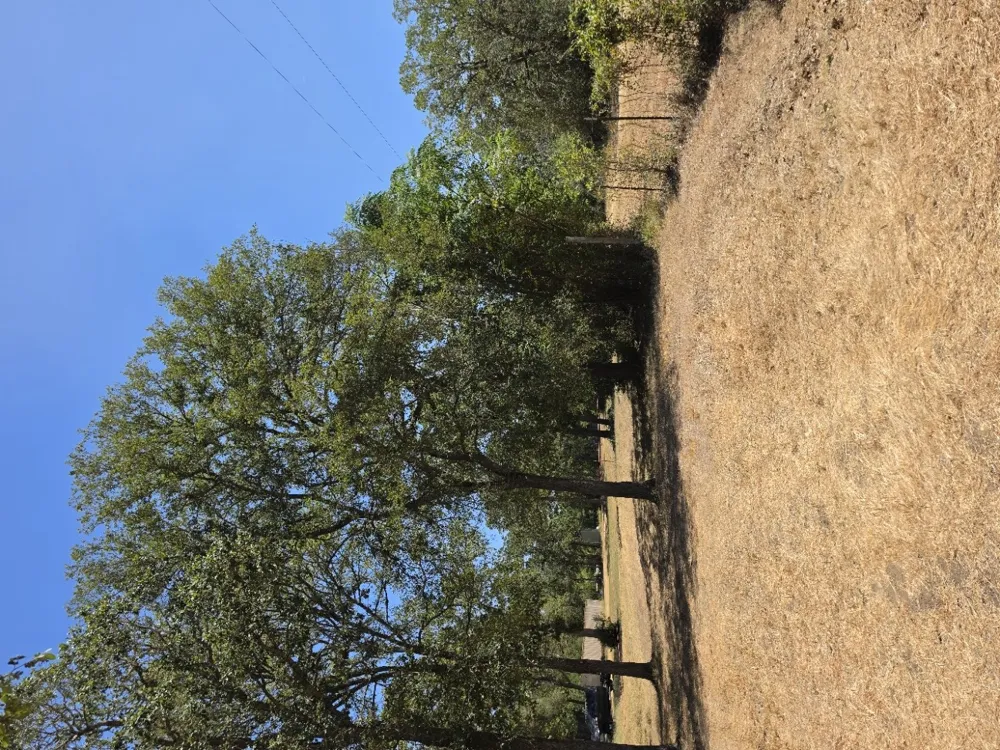 183 Wilbarger Cove Elgin, TX 78621