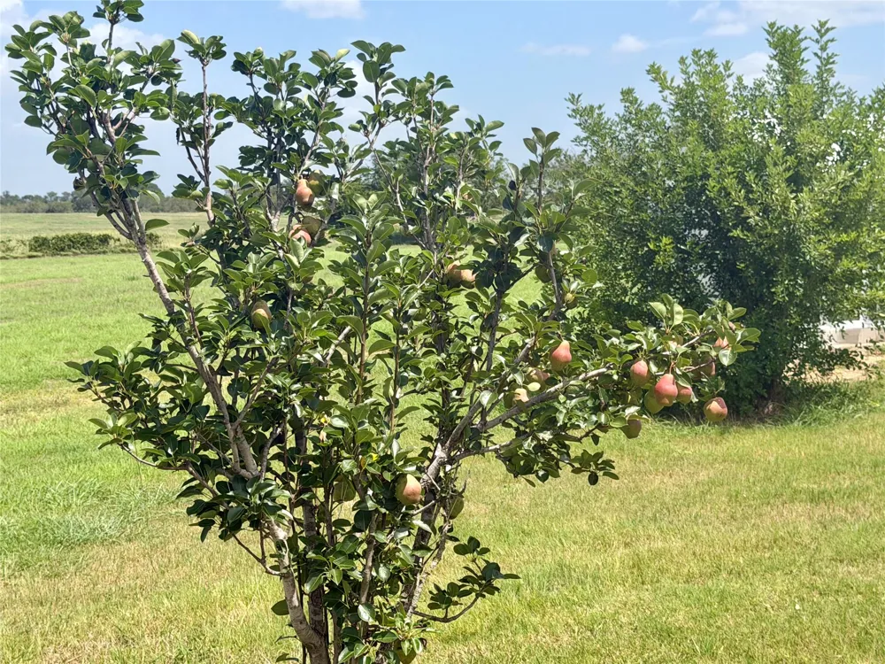 441 Molasses Road Dale, TX 78616