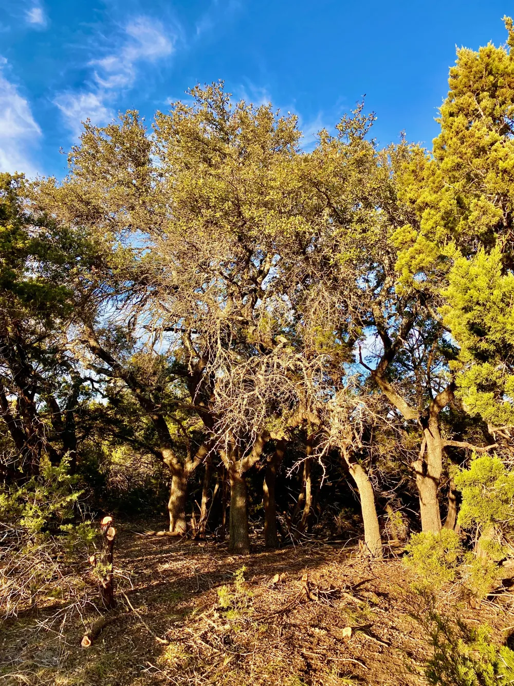 94 E. Dripping View Court Blanco, TX 78606