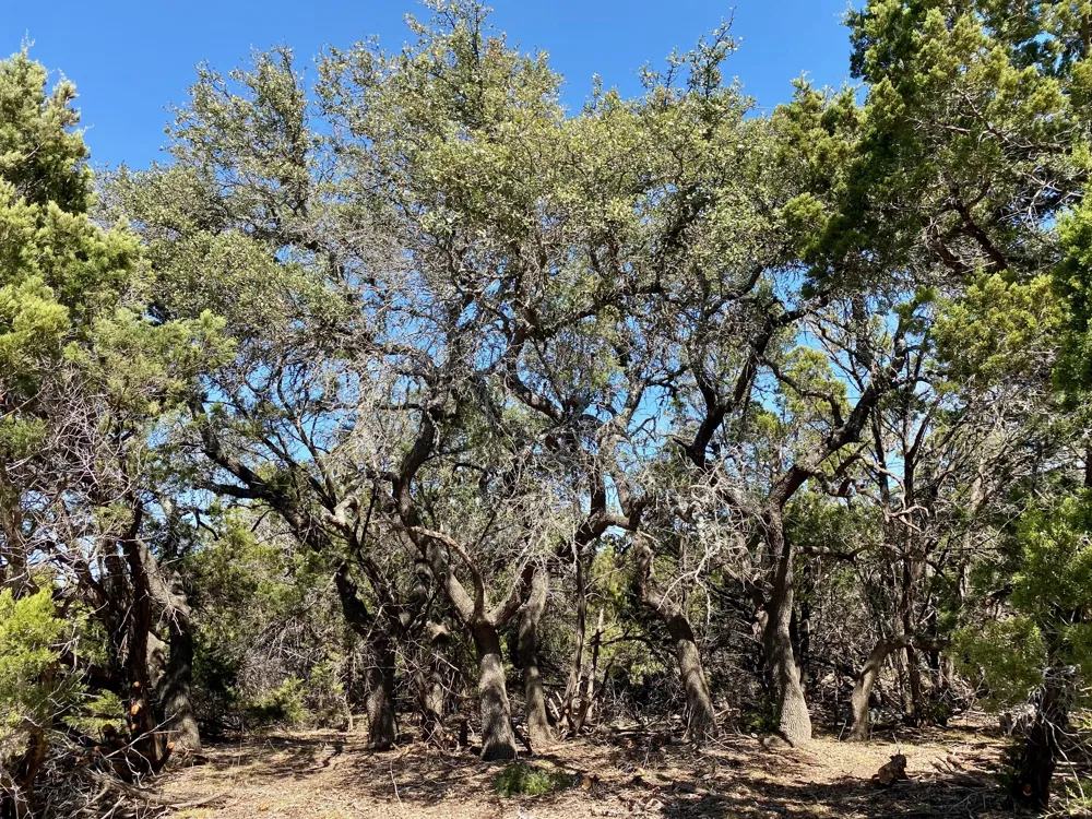 94 E. Dripping View Court Blanco, TX 78606