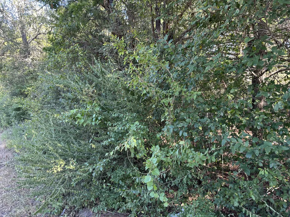 9 Robin Run Bastrop, TX 78602
