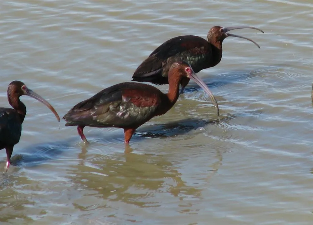 8 Marathon Hitchcock, TX 77563
