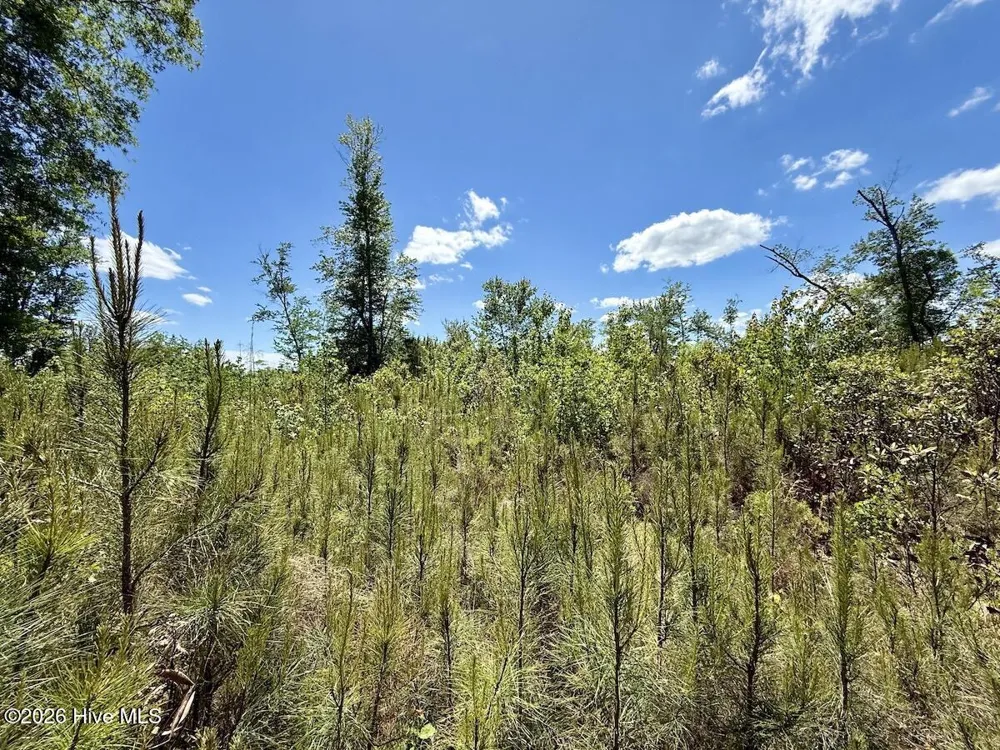 0 Guinea Mill Road Ernul, NC 28527