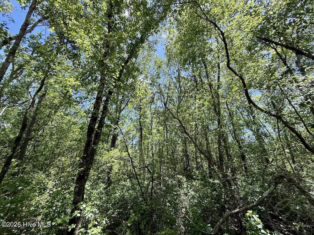 0 Guinea Mill Road Ernul, NC 28527