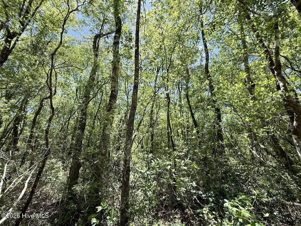 0 Guinea Mill Road Ernul, NC 28527
