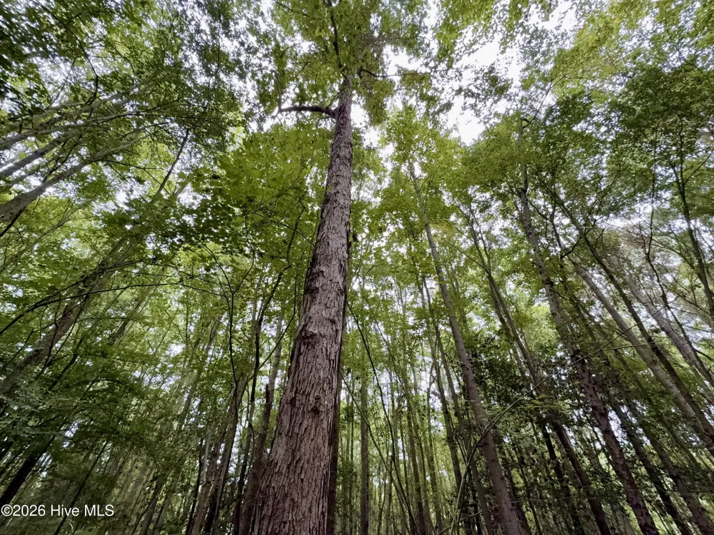 Lot 2 Mobley Road Lucama, NC 27851
