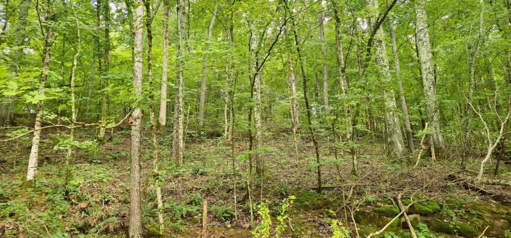 2196 Baker Station Rd Goodlettsville, TN 37072