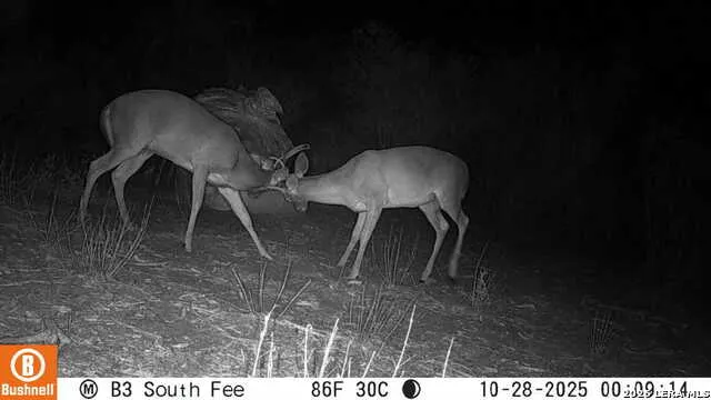 2347 Frontier 5 Freer, TX 78357