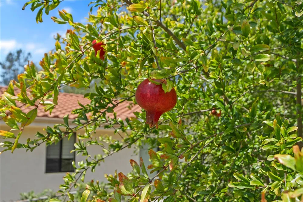 720 Carnation Lane Fallbrook, CA 92028