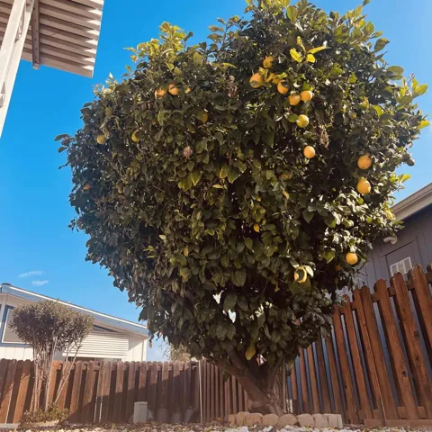 27250 Murrieta Road #364