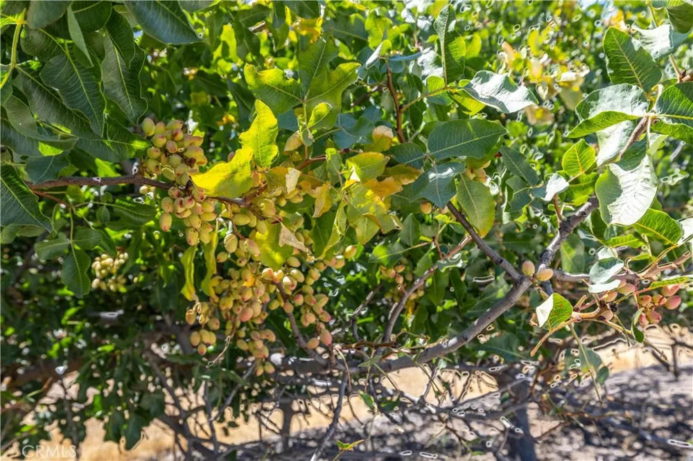 5750 Ground Squirrel Hollow Paso Robles, CA 93446
