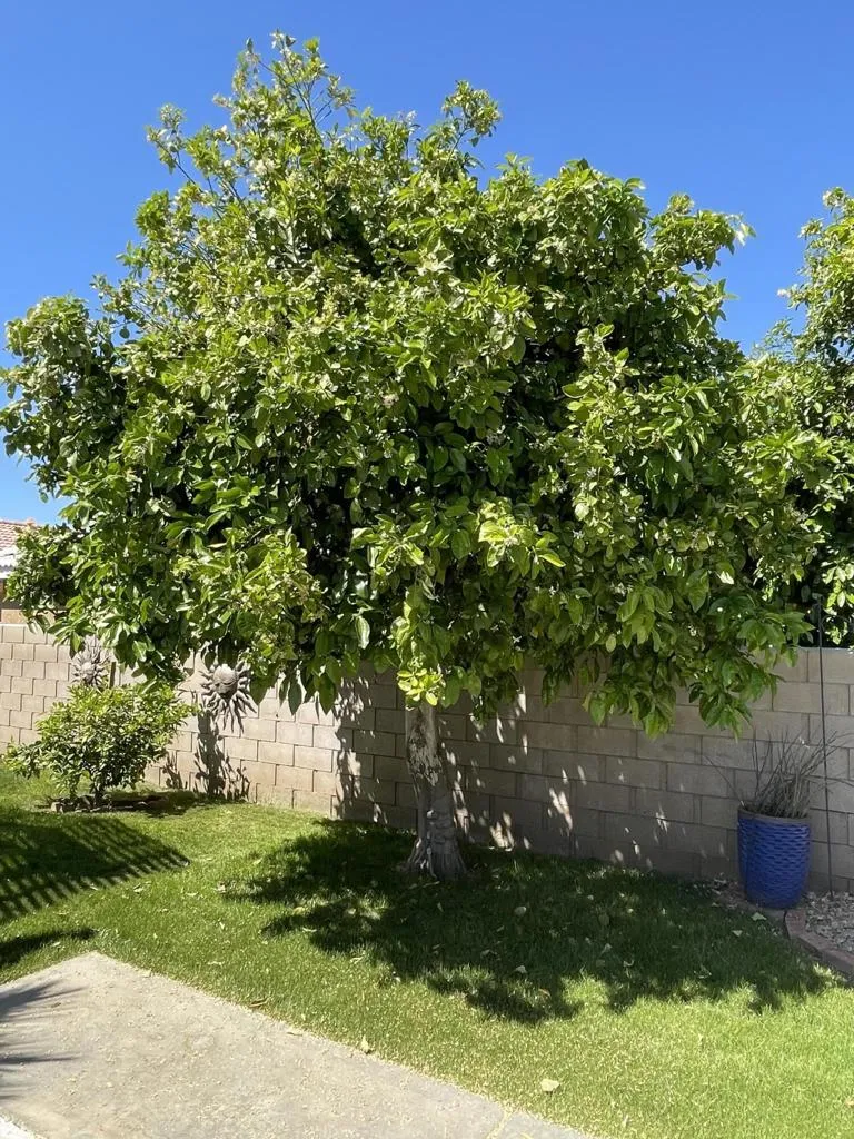 81620 Avenue 49 #209b Indio, CA 92201