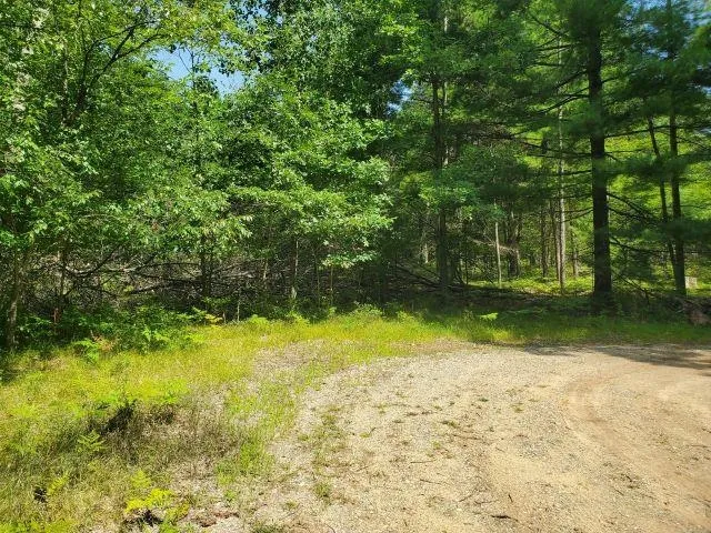 Turtle Lake Road Mills Township, MI 48756