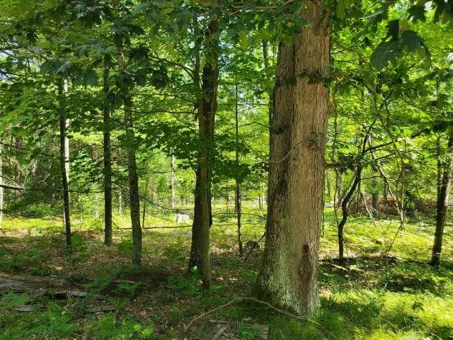 Turtle Lake Road Mills Township, MI 48756