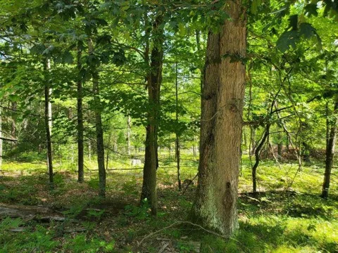 Turtle Lake Road