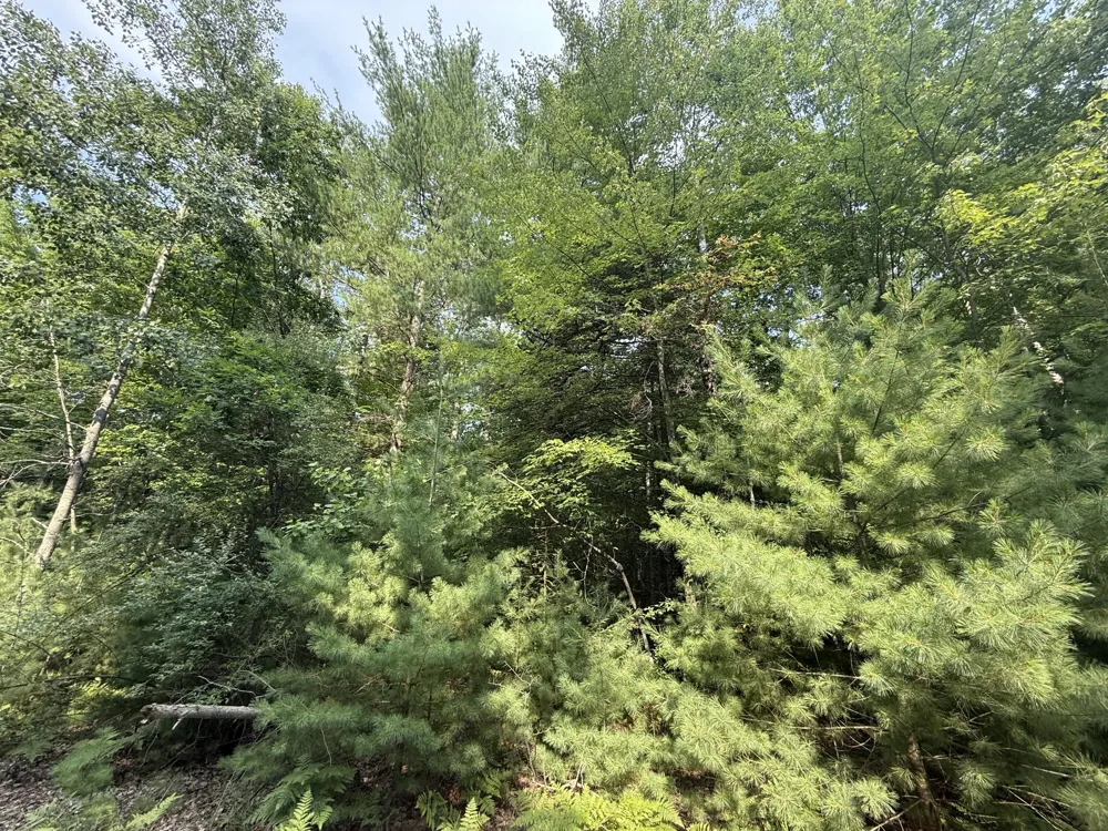 6842 White Pine Drive Stanwood, MI 49346