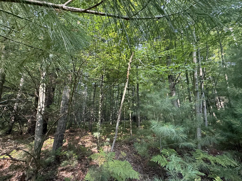 6842 White Pine Drive Stanwood, MI 49346
