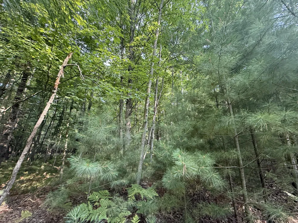 6842 White Pine Drive Stanwood, MI 49346