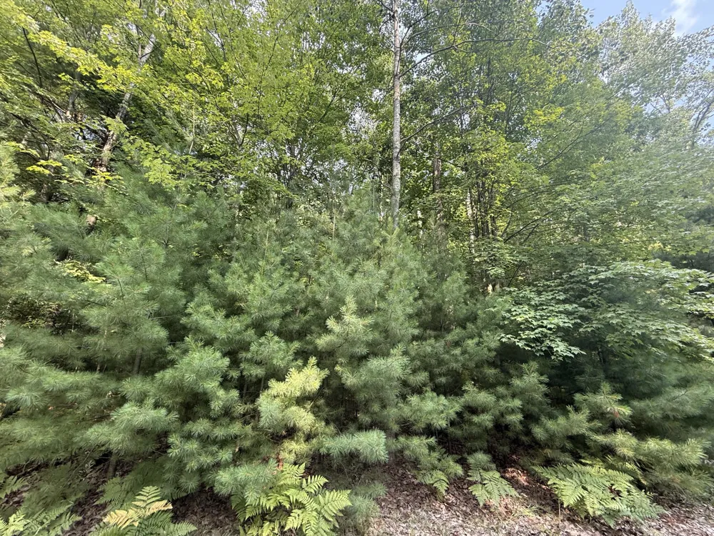 6842 White Pine Drive Stanwood, MI 49346