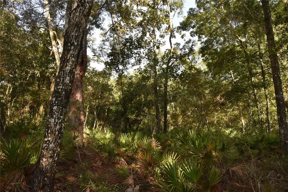5351 SW COUNTY ROAD 347 Cedar Key, FL 32625