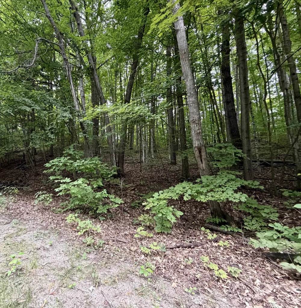Wasservalden Custer Township, MI 49615