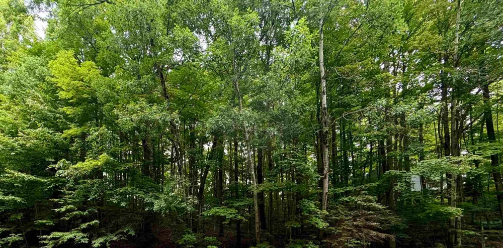 Wasservalden Custer Township, MI 49615