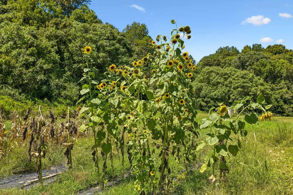 3025 Knob Creek Rd Columbia, TN 38401