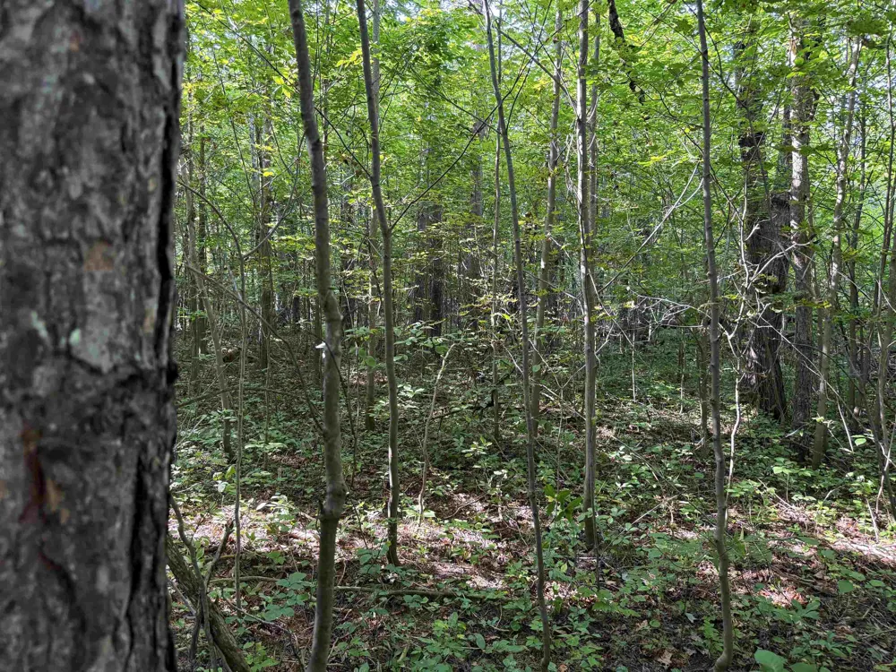 3288 NE Wheeler Lake Road Kalkaska Township, MI 49646