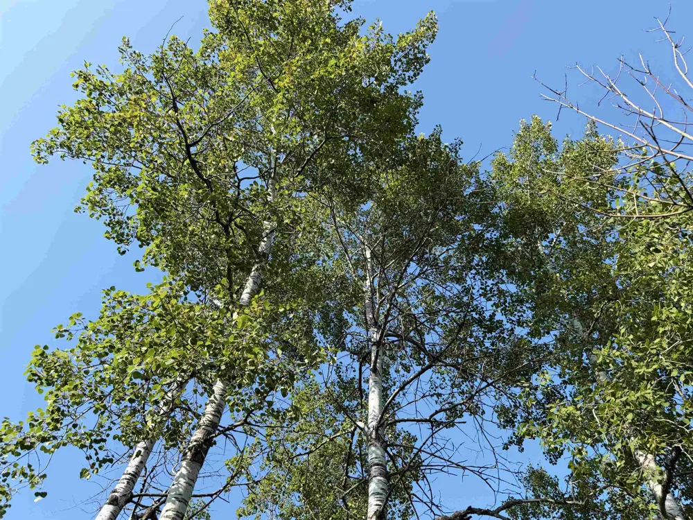 3288 NE Wheeler Lake Road Kalkaska Township, MI 49646