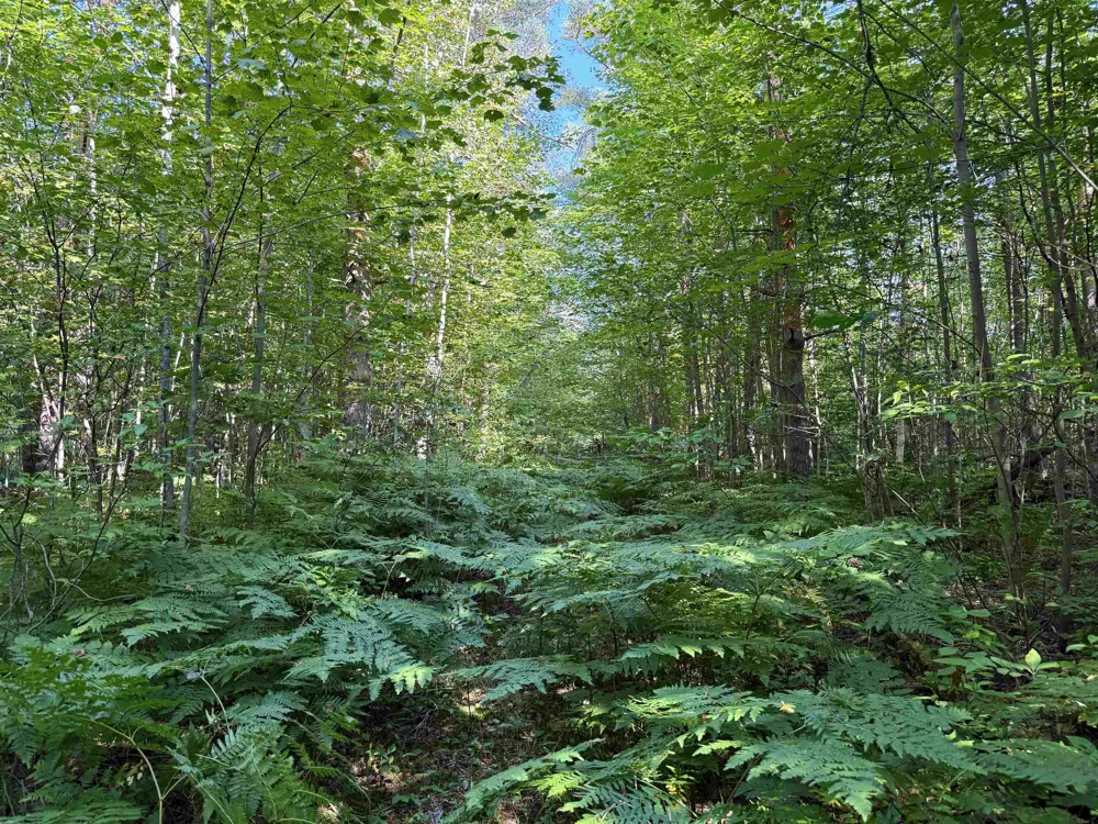 3288 NE Wheeler Lake Road Kalkaska Township, MI 49646