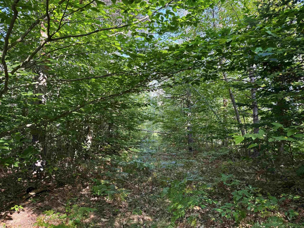 3288 NE Wheeler Lake Road Kalkaska Township, MI 49646