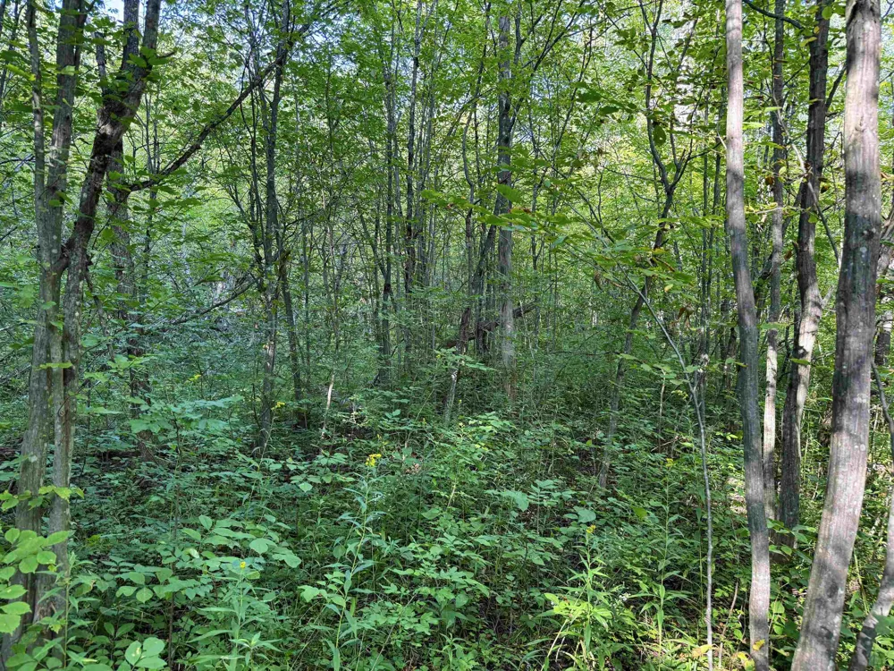 3288 NE Wheeler Lake Road Kalkaska Township, MI 49646