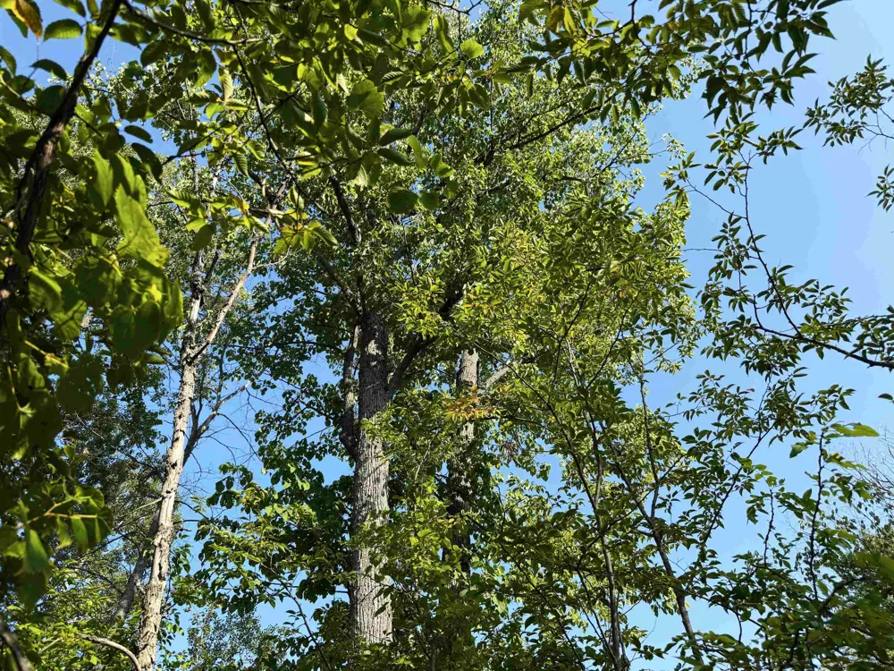 3288 NE Wheeler Lake Road Kalkaska Township, MI 49646
