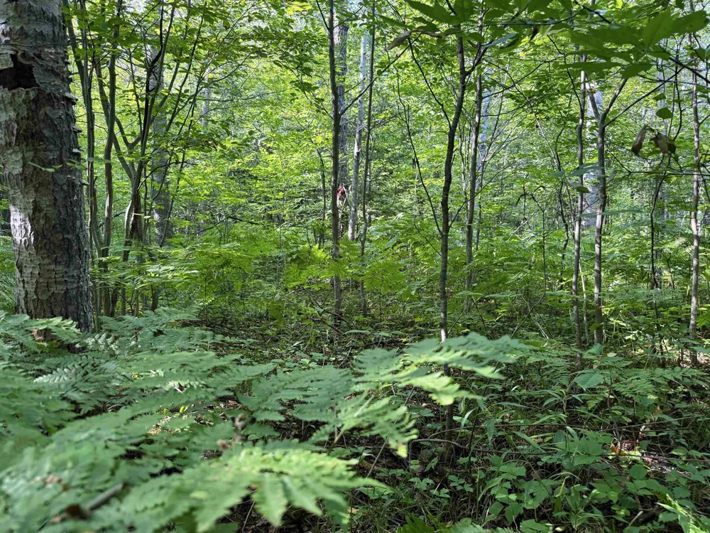 3288 NE Wheeler Lake Road Kalkaska Township, MI 49646