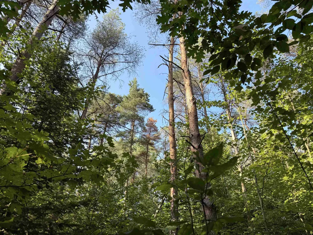 3288 NE Wheeler Lake Road Kalkaska Township, MI 49646