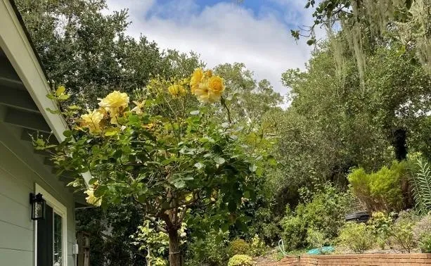 25349 Flanders Drive Carmel, CA 93923