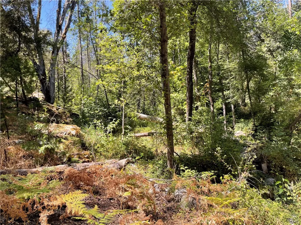 5601 Red Ibis Court Mariposa, CA 95338