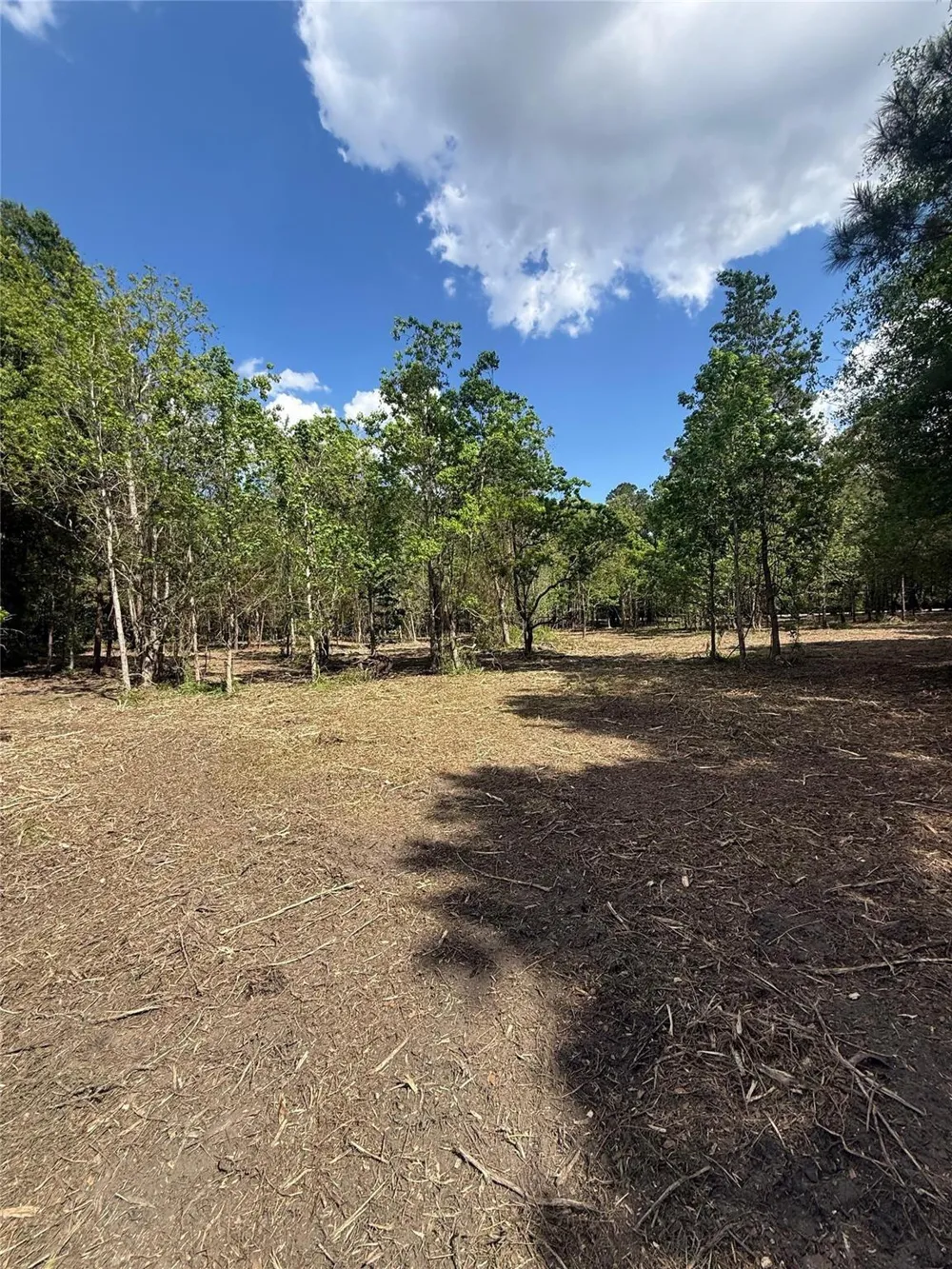 Daniel Street Magnolia, TX 77354