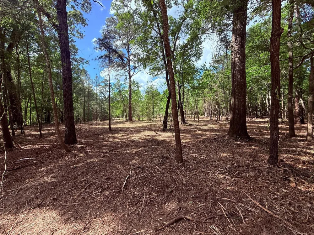 Daniel Street Magnolia, TX 77354