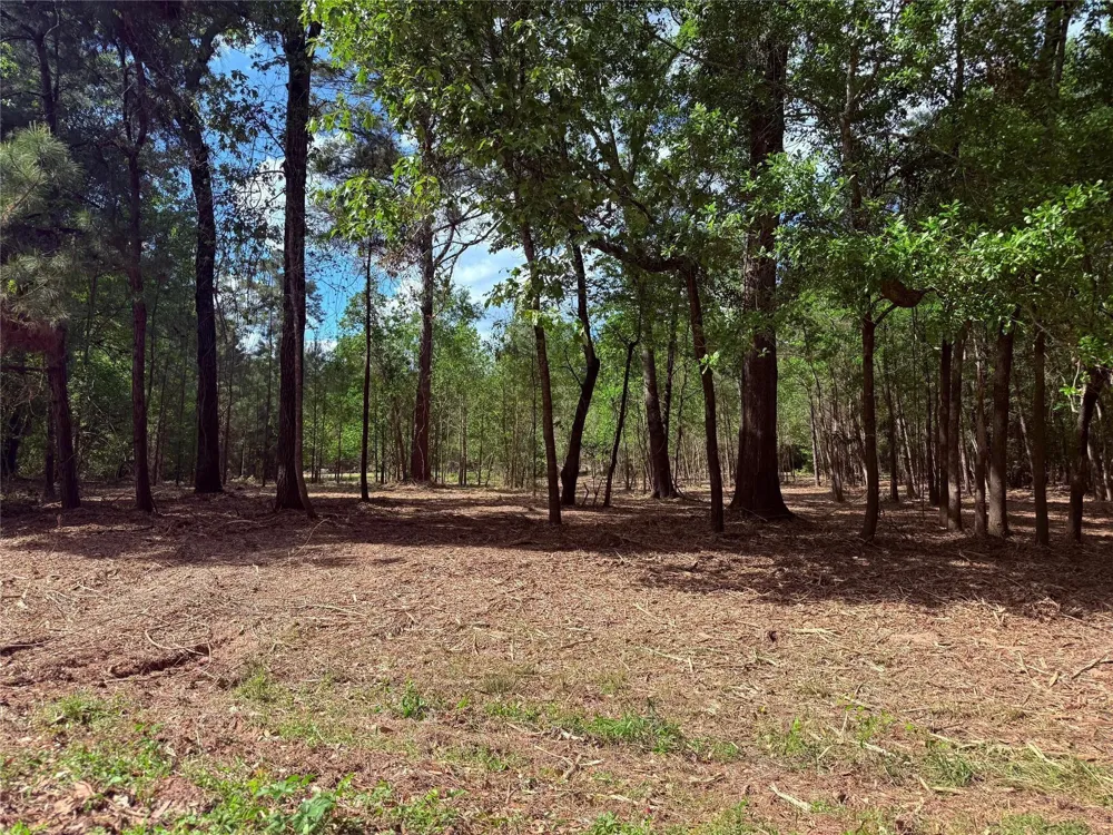 Daniel Street Magnolia, TX 77354