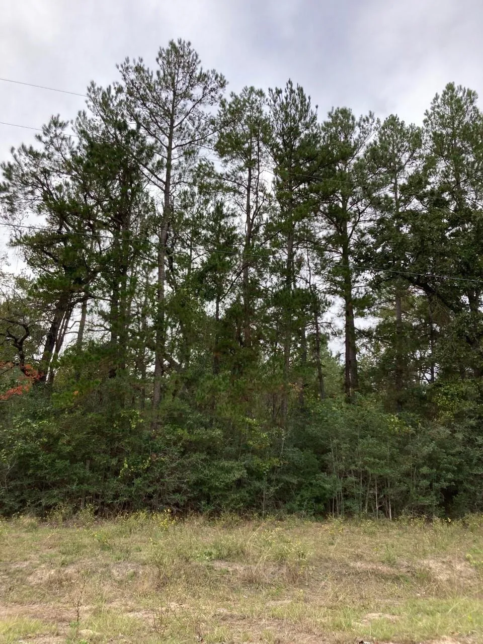 16596 Camelia Lane Plantersville, TX 77363