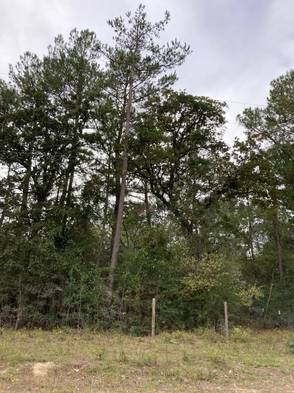 16596 Camelia Lane Plantersville, TX 77363