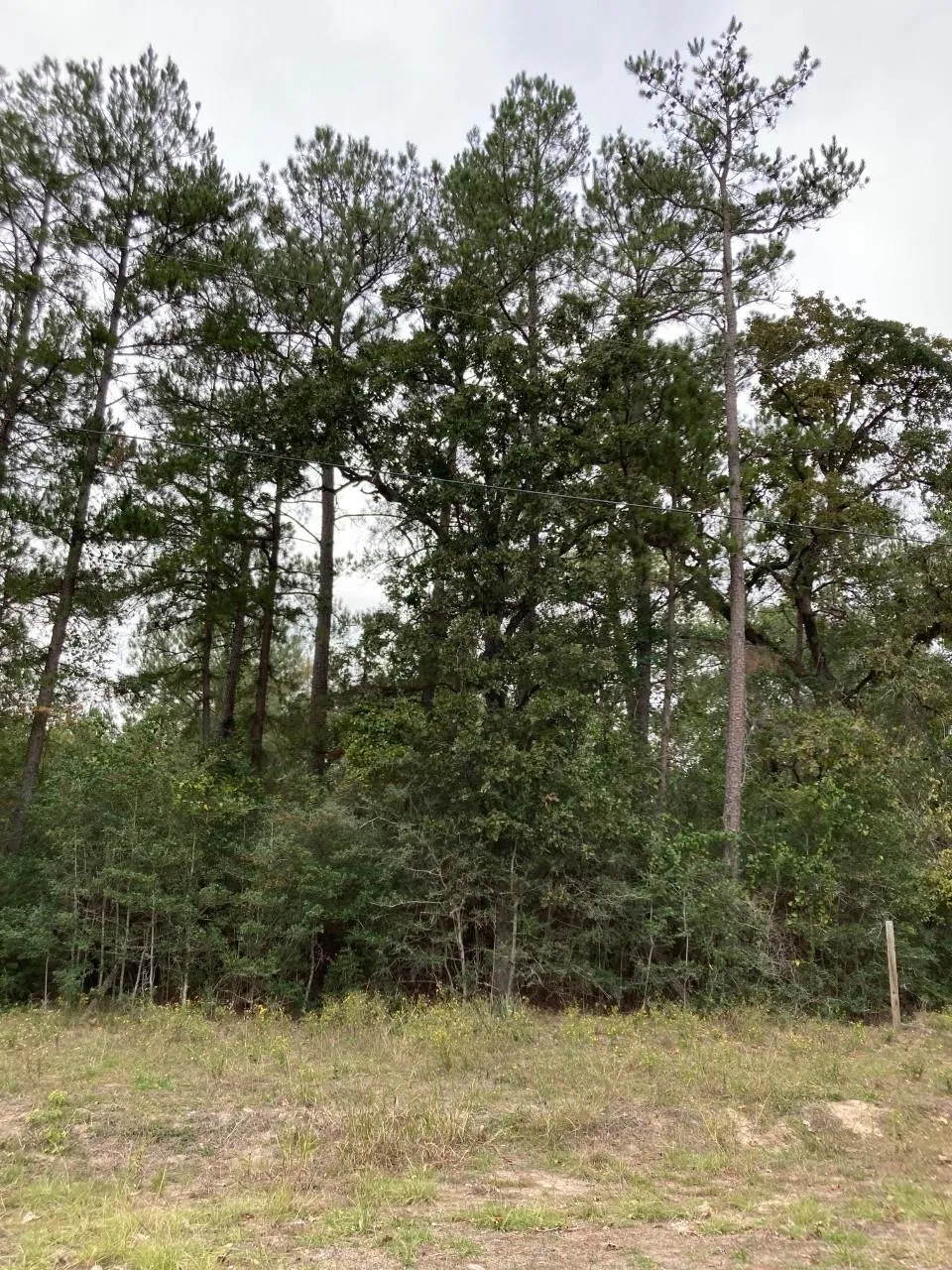 16596 Camelia Lane Plantersville, TX 77363