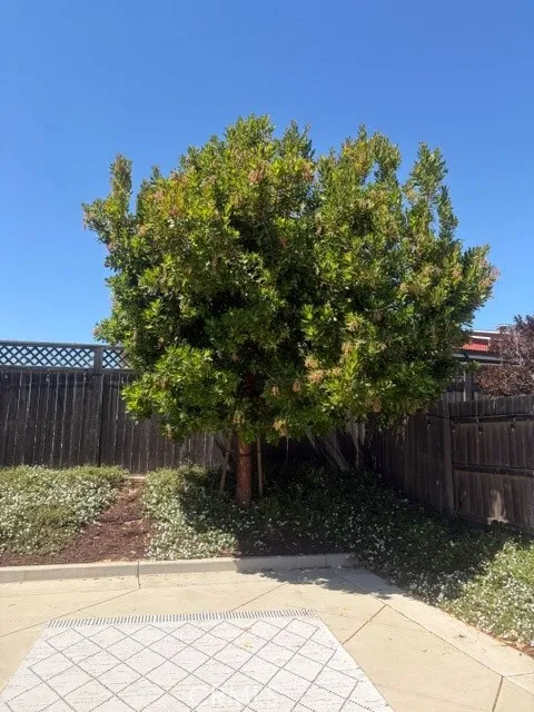 1037 Shultz Santa Maria, CA 93455